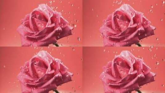 水滴落下打在美丽玫瑰花高清在线视频素材下载