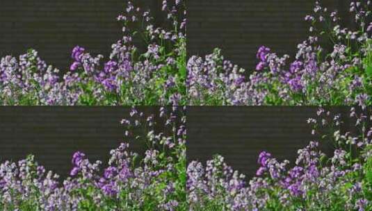 春天盛开的紫色二月兰花朵花丛花海花圃高清在线视频素材下载