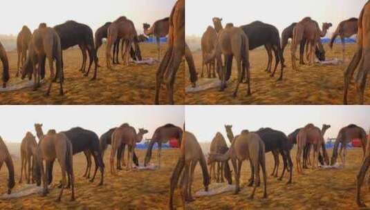 骆驼在普什卡梅拉骆驼集市节在野外吃日出普高清在线视频素材下载