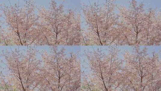 粉色樱花树高清在线视频素材下载