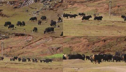 高源牦牛生活视频动物世界休闲的放牧生活高清在线视频素材下载