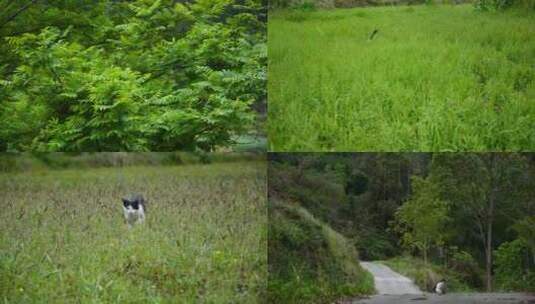 田园自由奔跑的猫咪高清在线视频素材下载