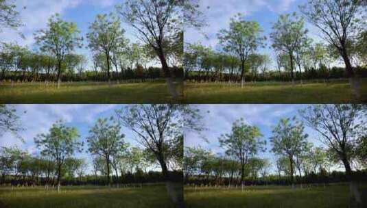 森林蓝天白云视频延时素材高清在线视频素材下载