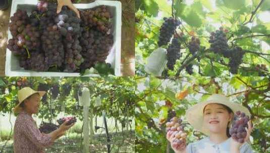葡萄产地 葡萄收获 采摘 成熟高清在线视频素材下载