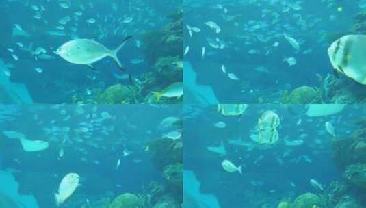 名古屋港公共水族馆高清在线视频素材下载