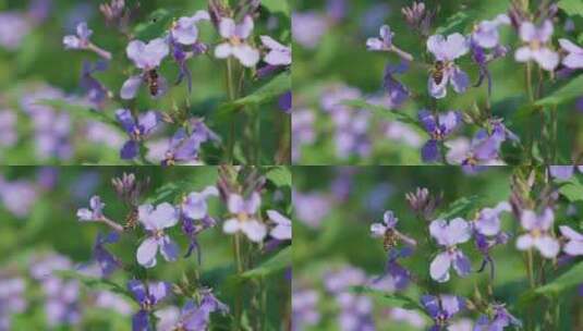 一只从紫菜花中采蜜的蜜蜂高清在线视频素材下载