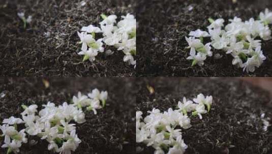 唯美茉莉花与茉莉花茶制作福州茉莉花种植园高清在线视频素材下载