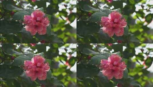 花朵花瓣特写微风吹动高清在线视频素材下载