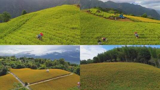 摘茶茶山茶艺茶园采茶采摘黄花菜高清在线视频素材下载