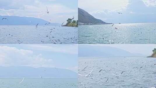 海鸥飞鸟 大海海边高清在线视频素材下载