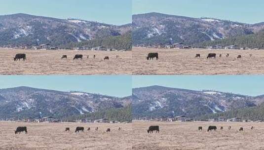 香格里拉雪山耗牛养殖高清在线视频素材下载