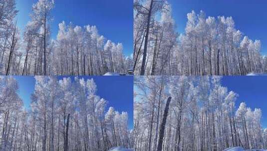 白桦林雾凇美景250102高清在线视频素材下载