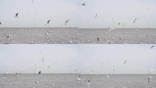 海鸥 海边 海平线 群鸟 大海高清在线视频素材下载