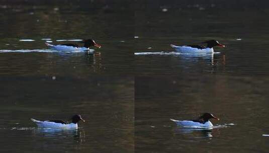 中华秋沙鸭抓泥鳅、一级保护动物中华秋沙鸭高清在线视频素材下载