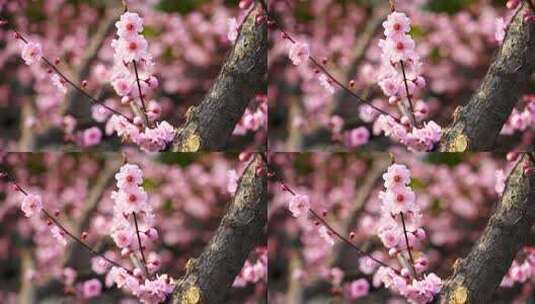 春天江南园林里盛开绽放的梅花花簇高清在线视频素材下载