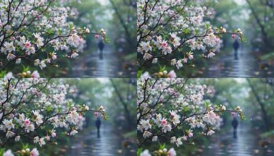 春雨中散步在桃花林中的人影高清在线视频素材下载