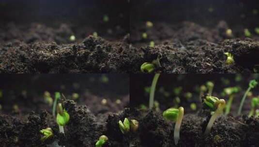 延时种子发芽破土而出植物生长萌芽高清在线视频素材下载