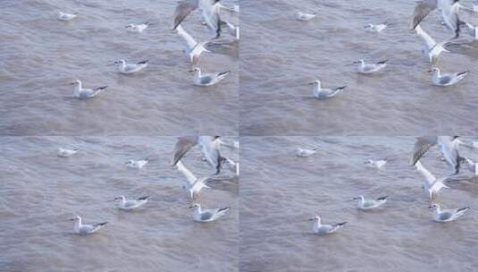 海面上海鸥飞翔游弋画面高清在线视频素材下载