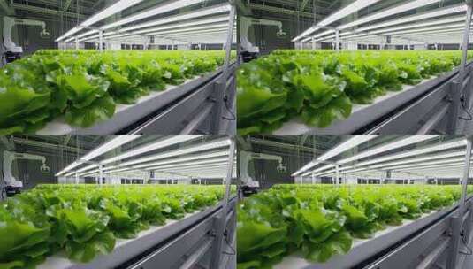 现代农业蔬菜大棚内部场景高清在线视频素材下载