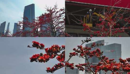 木棉花与汇丰银行大楼景观高清在线视频素材下载