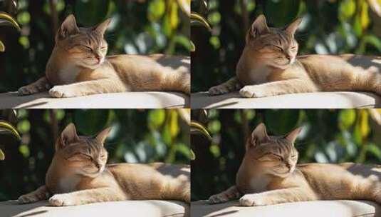 阳光下慵懒的猫咪享受惬意时光高清在线视频素材下载