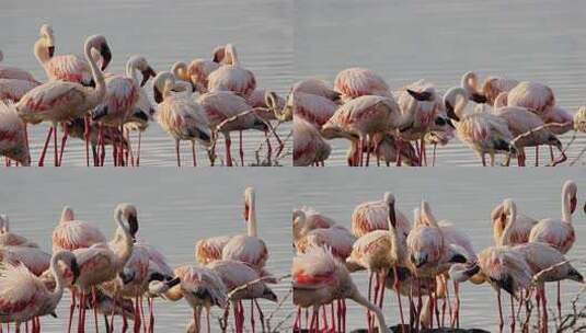 湖边聚集的火烈鸟群高清在线视频素材下载