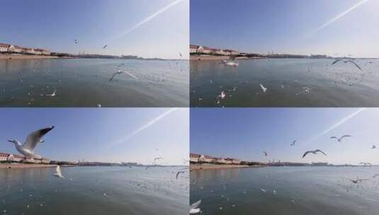 青岛栈桥冬季的海鸥高清在线视频素材下载