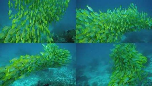 海底世界深海鱼群水族馆海洋世界高清在线视频素材下载