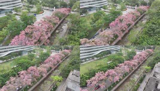 中国广东省广州市荔湾区坦尾美丽异木棉高清在线视频素材下载