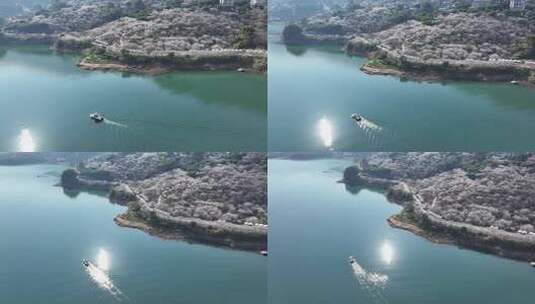 中国广东省广州市从化区广州流溪梅花节高清在线视频素材下载