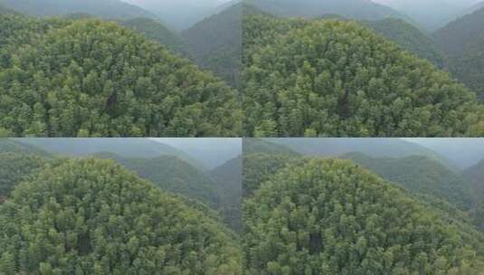 皖南山区大山中的葱郁的竹林景观高清在线视频素材下载