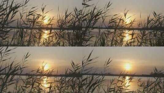 芦苇荡做前景的夕阳下的湖面高清在线视频素材下载