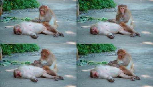 南湾猴岛温馨猴子高清在线视频素材下载