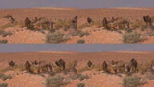 骆驼在荒漠中吃草高清在线视频素材下载