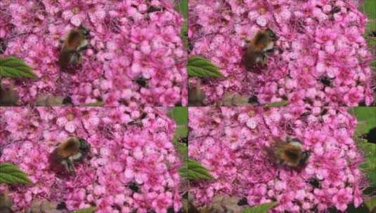 高清实拍蜜蜂授粉高清在线视频素材下载
