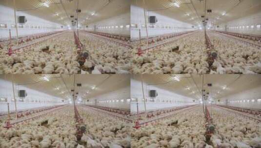 大型养鸡场家禽生产高清在线视频素材下载
