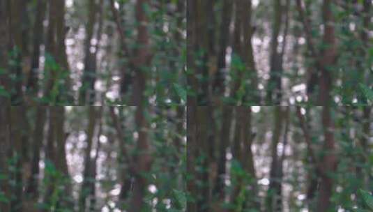 镜头虚化树木红树林光斑跳动闪耀高清在线视频素材下载