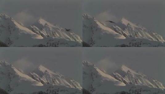 鸟儿飞过雪山高清在线视频素材下载