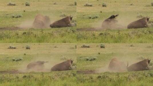 黄石国家公园的野牛在泥土中打滚高清在线视频素材下载