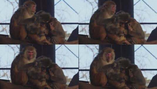 猴子一家抱在一起取暖温馨高清在线视频素材下载