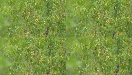 树上成熟的红枣高清在线视频素材下载