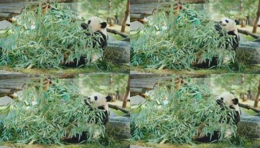 熊猫吃竹子高清在线视频素材下载