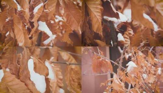 冬天秋天4K实拍植物冬雪枯叶小清新自媒体高清在线视频素材下载