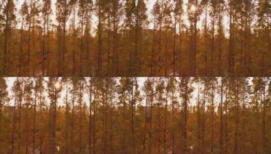 航拍金色秋天树林高清在线视频素材下载