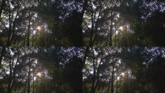 实拍阳光透过树枝高清在线视频素材下载