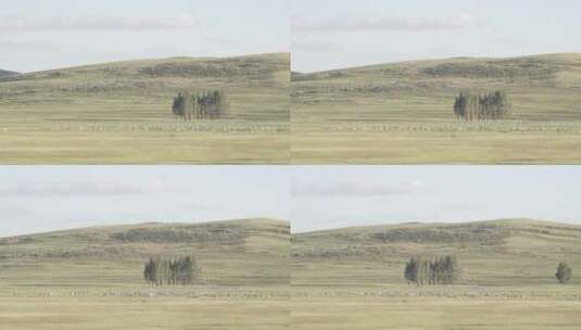 内蒙古锡林浩特草原羊群地拍709高清在线视频素材下载