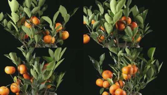 金桔橘子观赏蜜桔冰糖橘高清在线视频素材下载