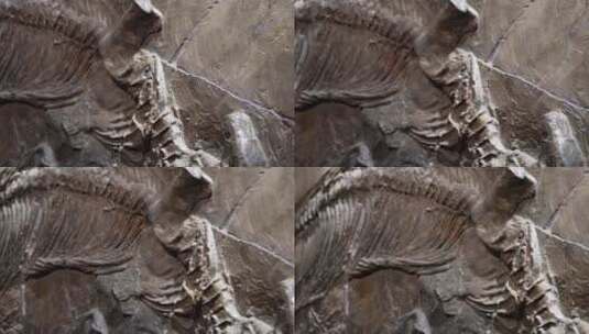 化石恐龙脊椎动物生物进化高清在线视频素材下载