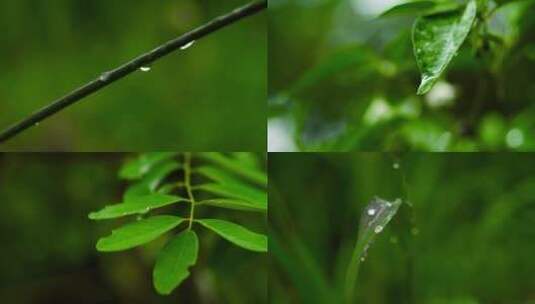 4k实拍雨露水珠素材高清在线视频素材下载