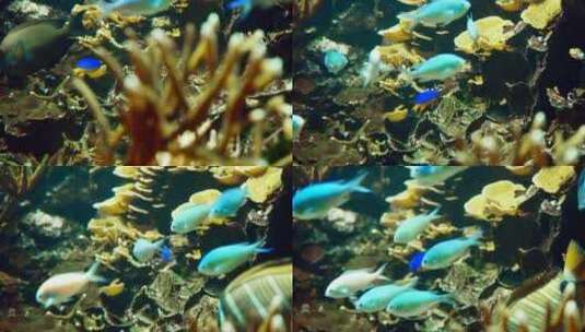 成群的海鱼沿着珊瑚礁游动高清在线视频素材下载